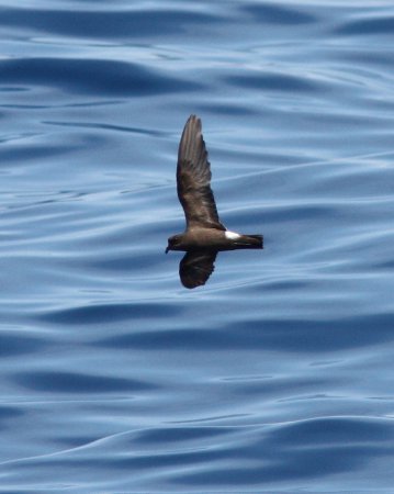 Photo (2): Band-rumped Storm-Petrel