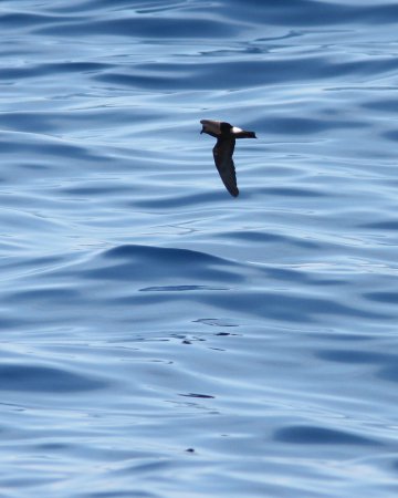 Photo (3): Band-rumped Storm-Petrel