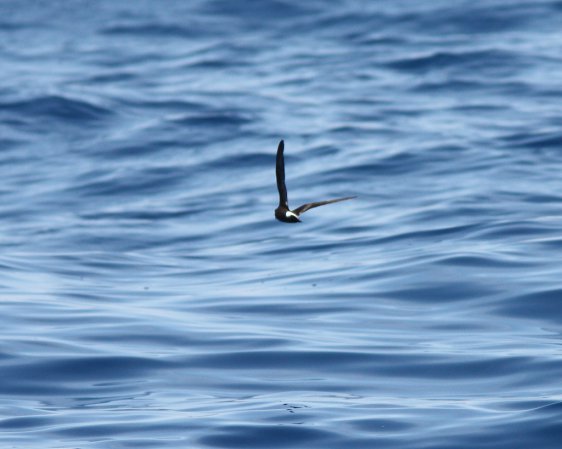 Photo (4): Band-rumped Storm-Petrel