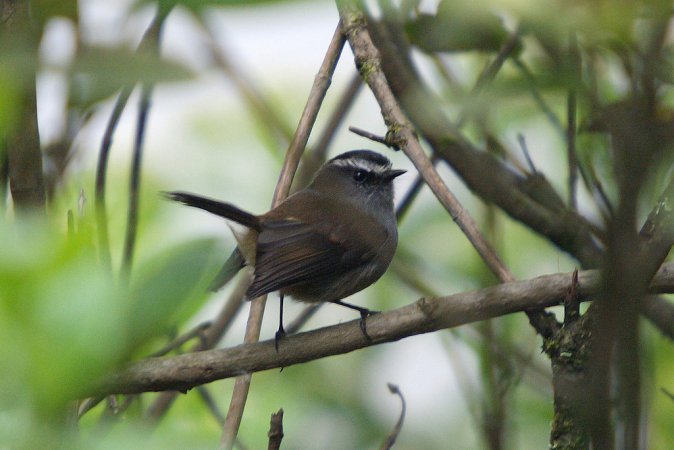 Photo (1): Crowned Chat-Tyrant