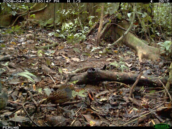 Photo (1): Marbled Wood-Quail