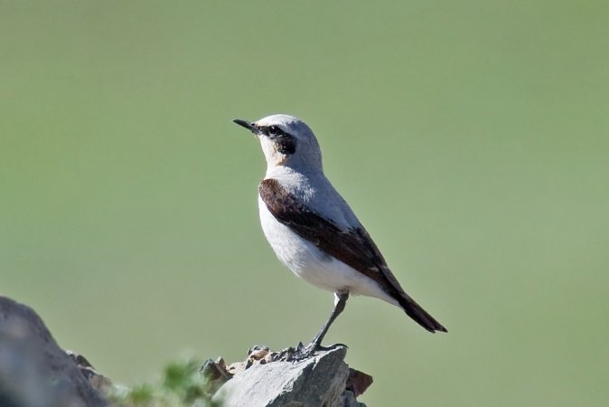 Photo (3): Northern Wheatear