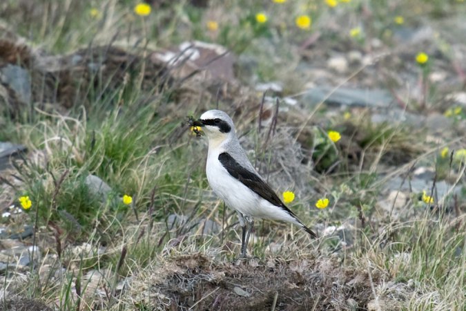 Photo (4): Northern Wheatear