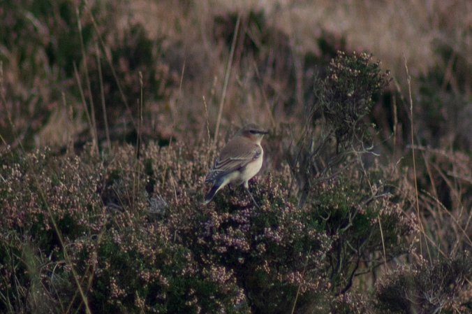 Photo (23): Northern Wheatear