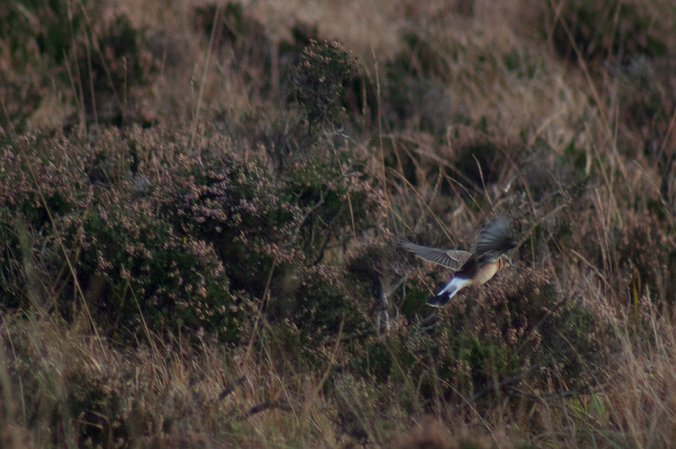 Photo (24): Northern Wheatear