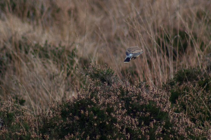 Photo (21): Northern Wheatear
