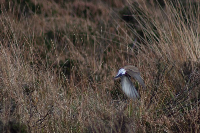 Photo (22): Northern Wheatear
