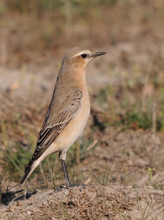 Photo (19): Northern Wheatear