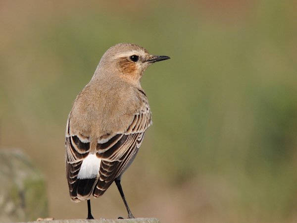 Photo (12): Northern Wheatear