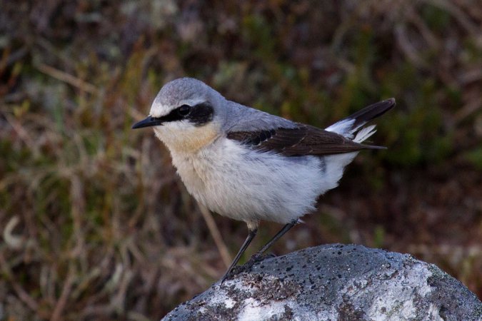 Photo (1): Northern Wheatear