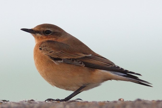 Photo (9): Northern Wheatear