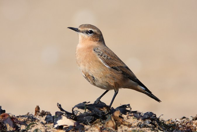 Photo (6): Northern Wheatear