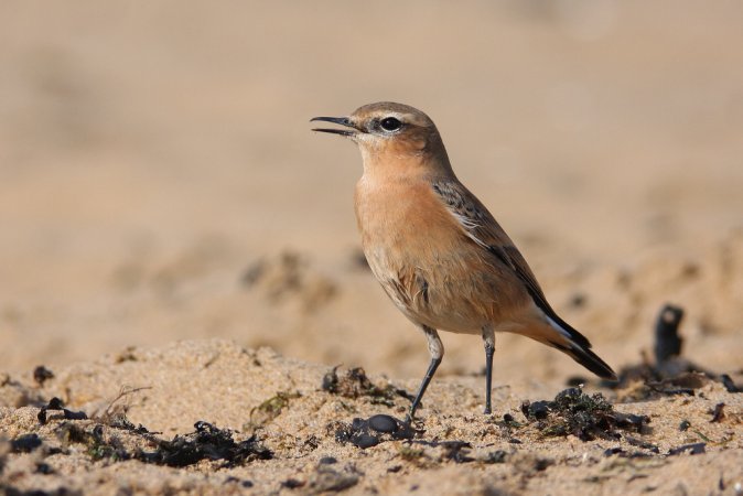 Photo (7): Northern Wheatear