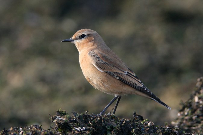 Photo (8): Northern Wheatear