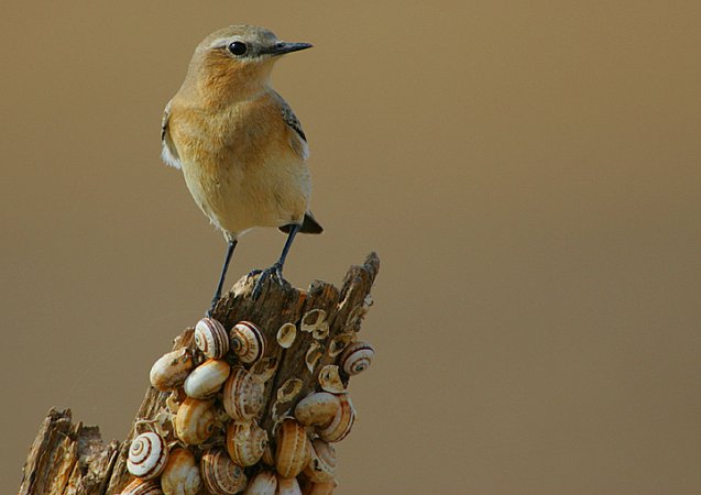 Photo (17): Northern Wheatear