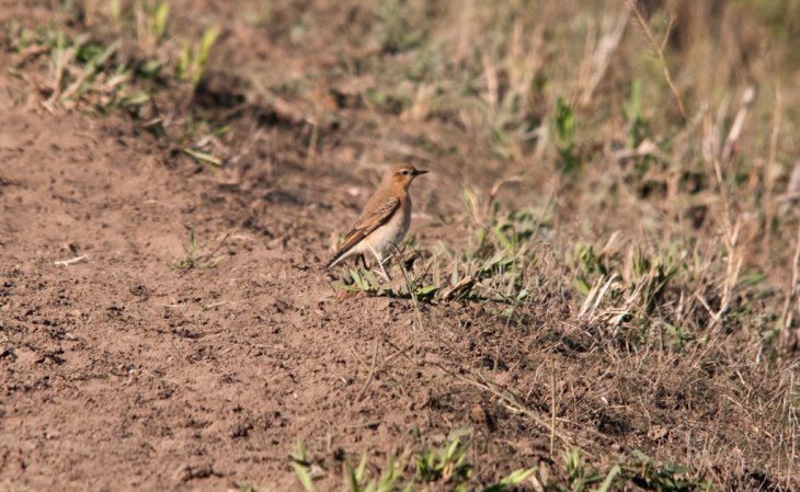 Photo (20): Northern Wheatear