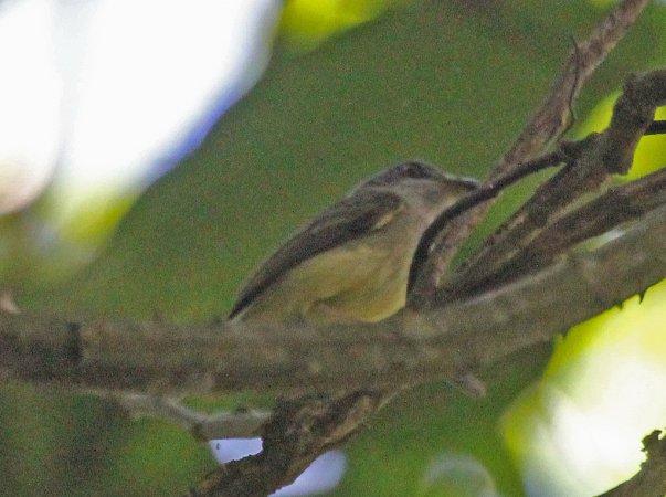 Photo (2): Northern Bentbill