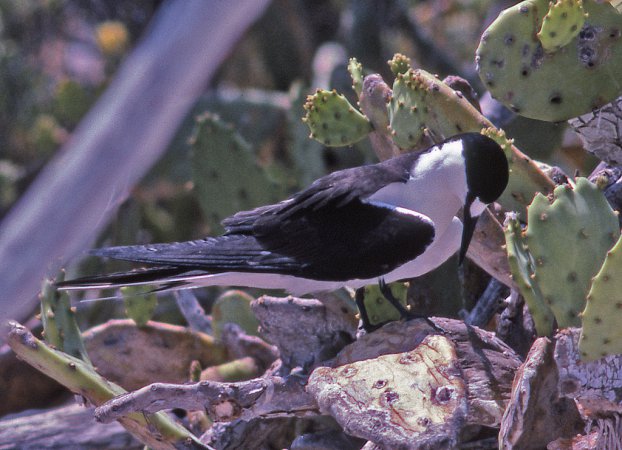 Photo (1): Sooty Tern
