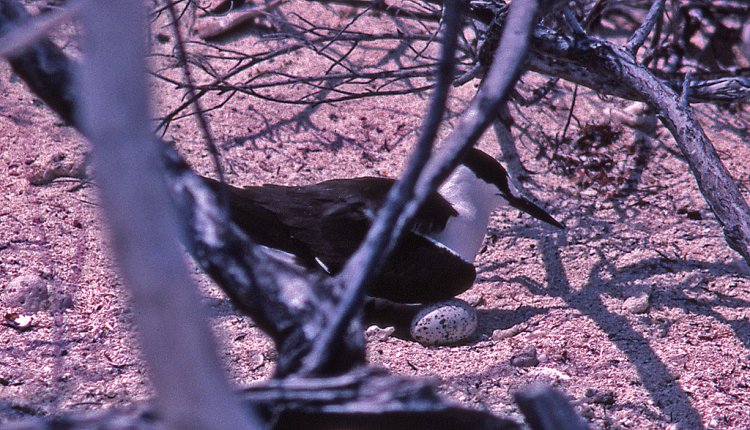 Photo (2): Sooty Tern