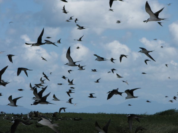 Photo (14): Sooty Tern