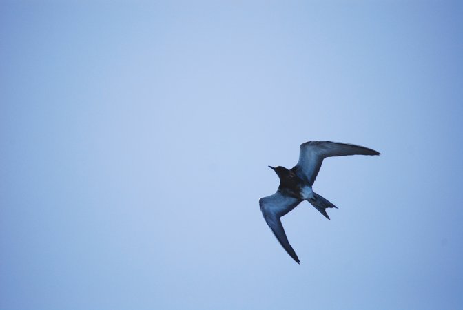 Photo (9): Sooty Tern