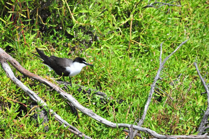 Photo (8): Sooty Tern