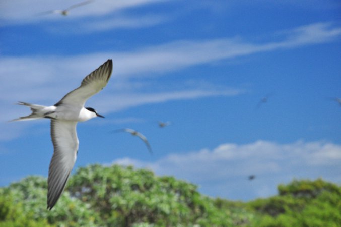 Photo (4): Sooty Tern