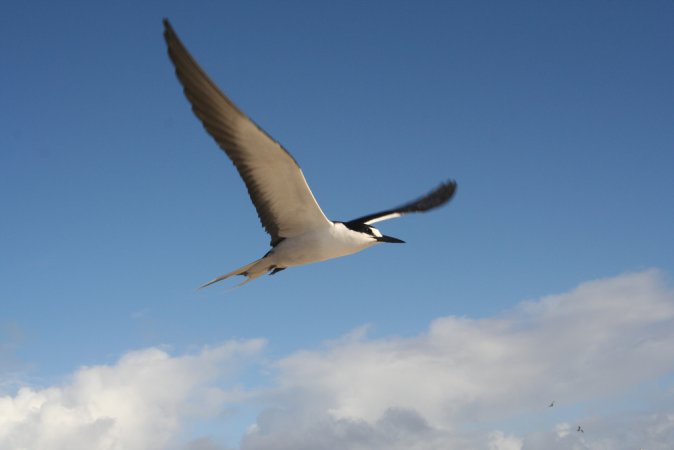 Photo (5): Sooty Tern