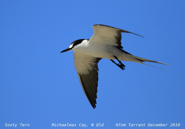 Photo (3): Sooty Tern