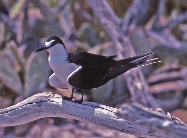Photo (7): Sooty Tern