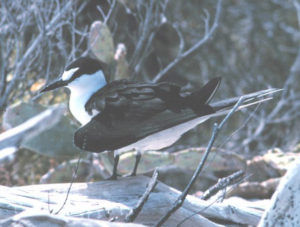 Photo (10): Sooty Tern