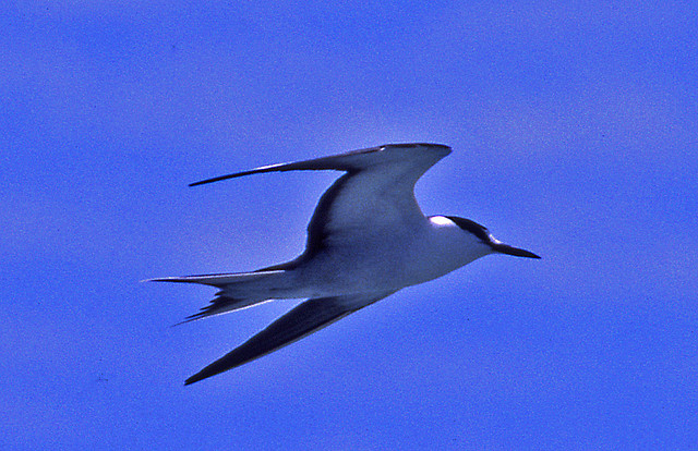 Photo (11): Sooty Tern