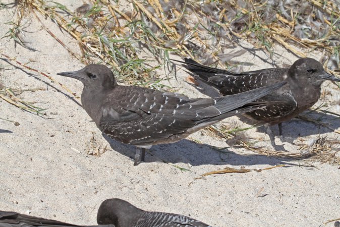 Photo (12): Sooty Tern