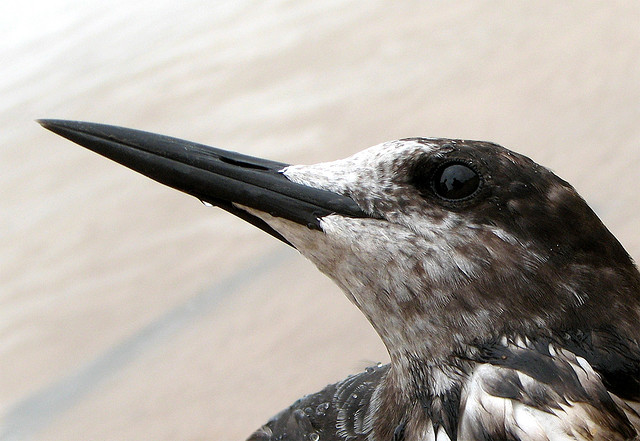 Photo (13): Sooty Tern