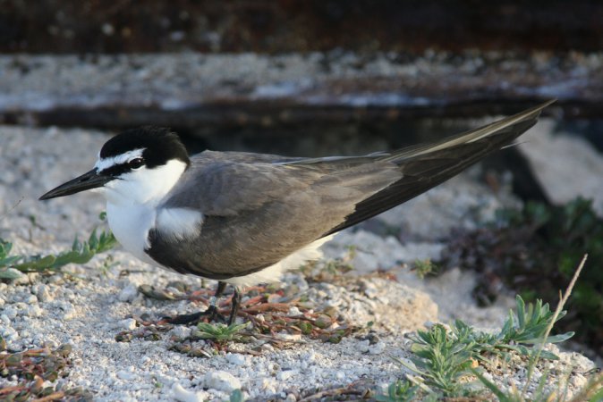 Photo (2): Gray-backed Tern