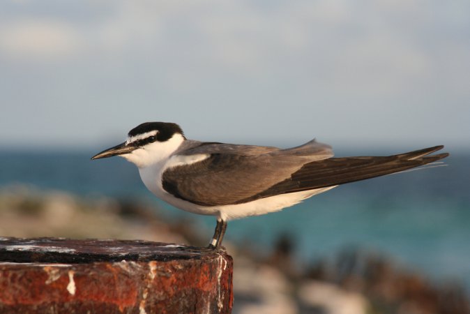 Photo (1): Gray-backed Tern