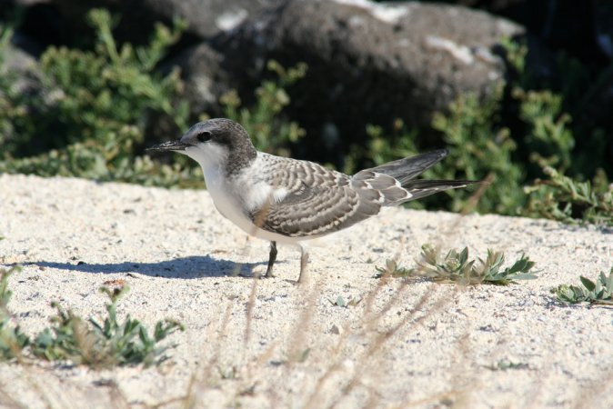 Photo (3): Gray-backed Tern