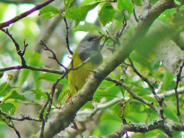 Photo (8): Mourning Warbler