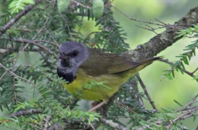 Photo (4): Mourning Warbler