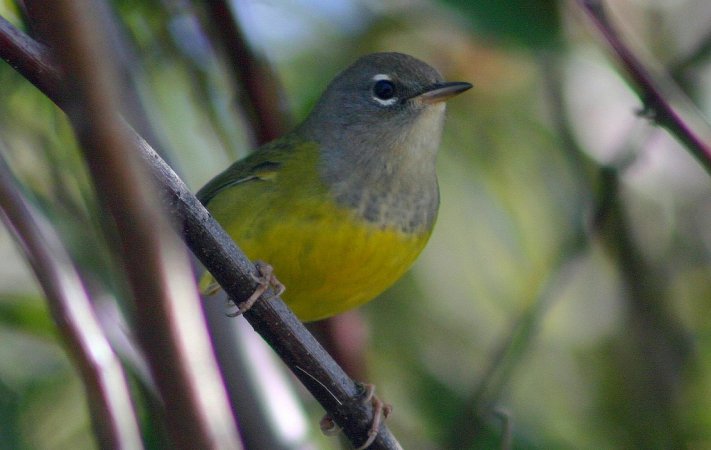 Photo (10): MacGillivray's Warbler