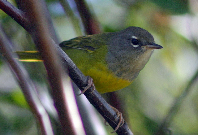 Photo (17): MacGillivray's Warbler
