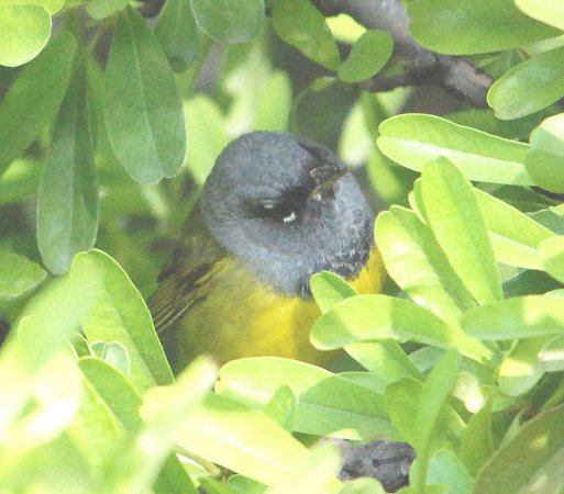 Photo (18): MacGillivray's Warbler