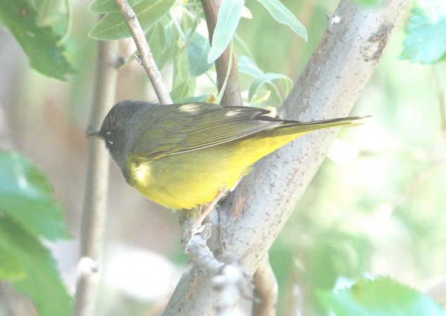 Photo (20): MacGillivray's Warbler
