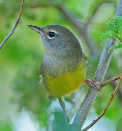 Photo (13): MacGillivray's Warbler