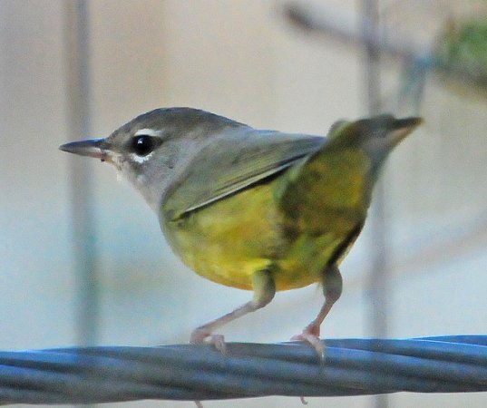 Photo (15): MacGillivray's Warbler