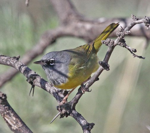 Photo (7): MacGillivray's Warbler