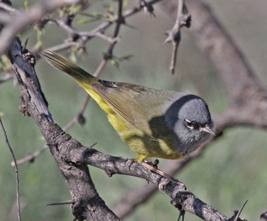 Photo (11): MacGillivray's Warbler