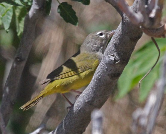 Photo (14): MacGillivray's Warbler