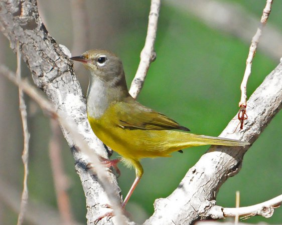 Photo (2): MacGillivray's Warbler