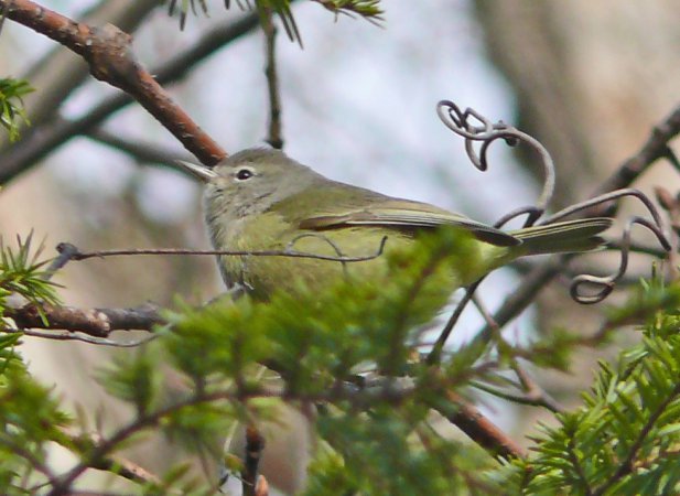 Photo (22): Orange-crowned Warbler